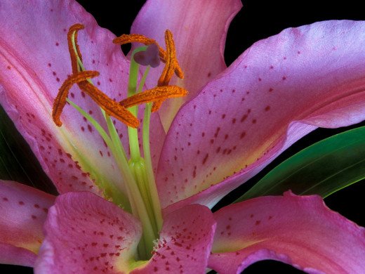 426293 (a): :1600x1200